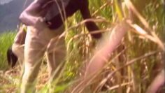 Slavery in Jamaica, Part 1