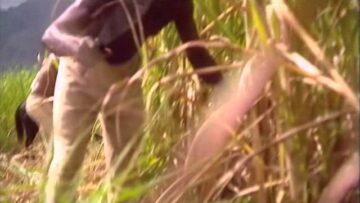 Slavery in Jamaica, Part 1