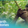 How Indigenous Tribes Live In Malaysia | Man Hunt | Earth Stories